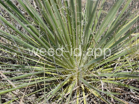 yucca, Great Plains